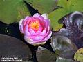 2004-0729Waterlily